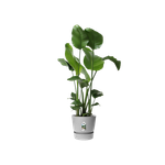 greenville rond 30cm living concrete